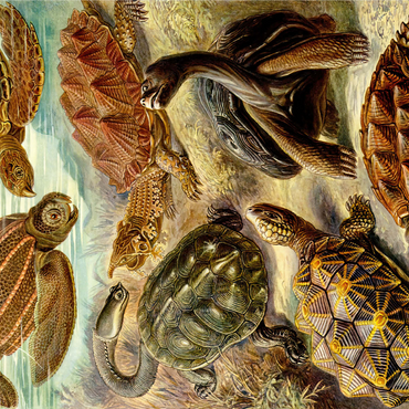 Turtle (Chelonia) - Art Forms in Nature, Vintage Art Poster, Ernst Haeckel 1000 Jigsaw Puzzle 3D Modell
