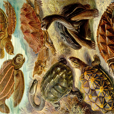 Turtle (Chelonia) - Art Forms in Nature, Vintage Art Poster, Ernst Haeckel 100 Jigsaw Puzzle 3D Modell