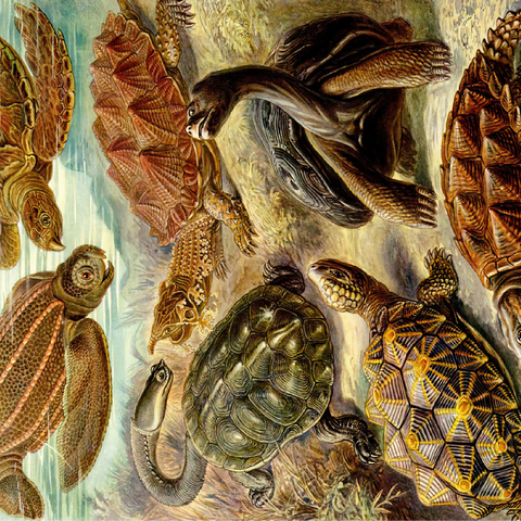 Turtle (Chelonia) - Art Forms in Nature, Vintage Art Poster, Ernst Haeckel 100 Jigsaw Puzzle 3D Modell
