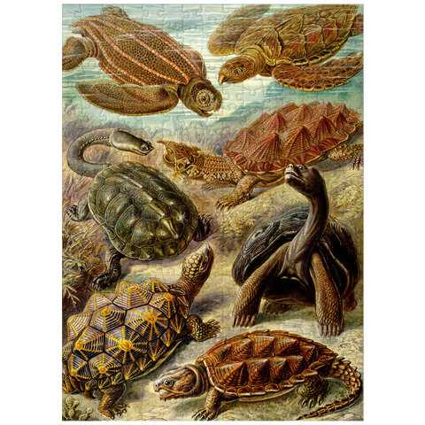puzzleplate Turtle (Chelonia) - Art Forms in Nature, Vintage Art Poster, Ernst Haeckel 300 Jigsaw Puzzle