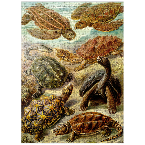 puzzleplate Turtle (Chelonia) - Art Forms in Nature, Vintage Art Poster, Ernst Haeckel 500 Jigsaw Puzzle