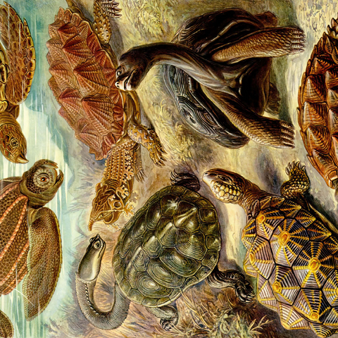 Turtle (Chelonia) - Art Forms in Nature, Vintage Art Poster, Ernst Haeckel 500 Jigsaw Puzzle 3D Modell