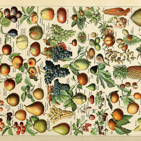 Fructus - Fruits For All, Vintage Art Poster, Adolphe Millot 500 Jigsaw Puzzle 3D Modell