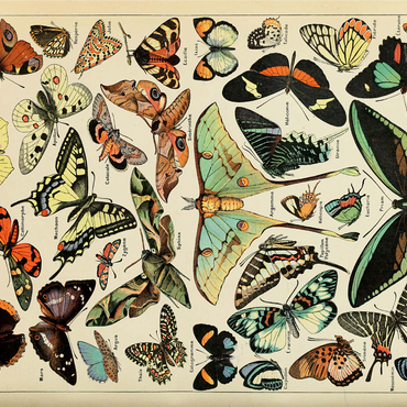 Papillons - Butterflies For All, Vintage Art Poster, Adolphe Millot 1000 Jigsaw Puzzle 3D Modell