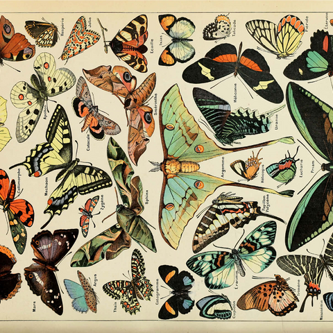 Papillons - Butterflies For All, Vintage Art Poster, Adolphe Millot 1000 Jigsaw Puzzle 3D Modell