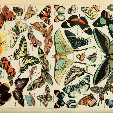 Papillons - Butterflies For All, Vintage Art Poster, Adolphe Millot 100 Jigsaw Puzzle 3D Modell