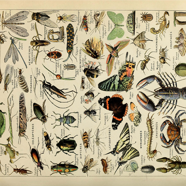 Arthropoda For All, Vintage Art Poster, Adolphe Millot 1000 Jigsaw Puzzle 3D Modell