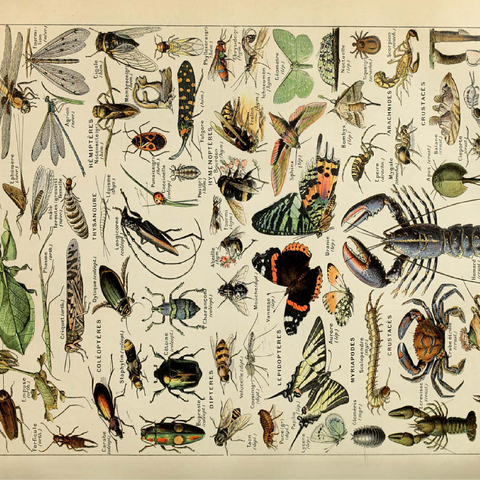 Arthropoda For All, Vintage Art Poster, Adolphe Millot 100 Jigsaw Puzzle 3D Modell