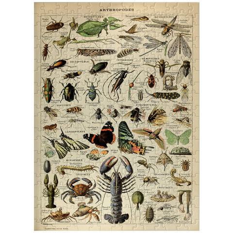 puzzleplate Arthropoda For All, Vintage Art Poster, Adolphe Millot 300 Jigsaw Puzzle