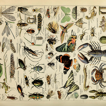 Arthropoda For All, Vintage Art Poster, Adolphe Millot 500 Jigsaw Puzzle 3D Modell