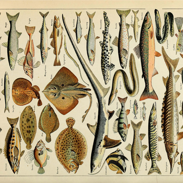 Fish For All, Vintage Art Poster, Adolphe Millot 1000 Jigsaw Puzzle 3D Modell