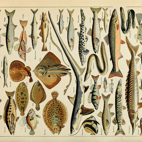 Fish For All, Vintage Art Poster, Adolphe Millot 1000 Jigsaw Puzzle 3D Modell