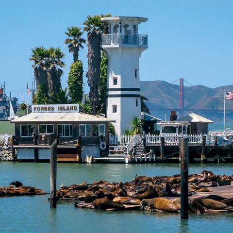 Sea lion colony at Pier 39 of Fisherman's Wharf - San Francisco, California, USA 1000 Jigsaw Puzzle 3D Modell