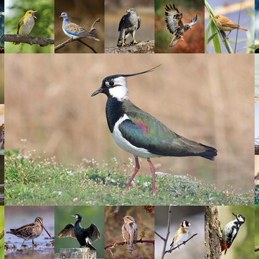 Birds of the Year - Collage No.9 - Main motif: Lapwing 1000 Jigsaw Puzzle 3D Modell