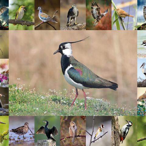 Birds of the Year - Collage No.9 - Main motif: Lapwing 100 Jigsaw Puzzle 3D Modell