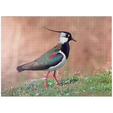 puzzleplate Lapwing - bird of the year 2024 1000 Jigsaw Puzzle