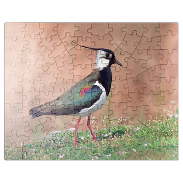 puzzleplate Lapwing - bird of the year 2024 100 Jigsaw Puzzle