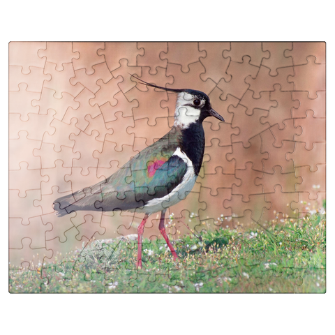 puzzleplate Lapwing - bird of the year 2024 100 Jigsaw Puzzle
