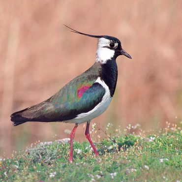 Lapwing - bird of the year 2024 100 Jigsaw Puzzle 3D Modell
