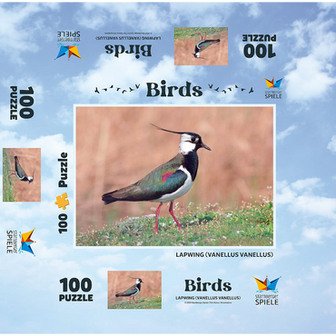 Lapwing - bird of the year 2024 100 Jigsaw Puzzle box 3D Modell