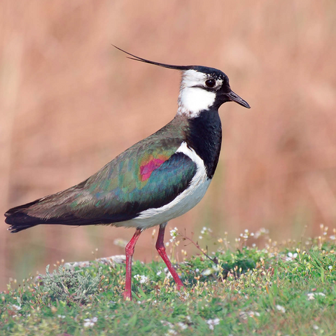 Lapwing - bird of the year 2024 500 Jigsaw Puzzle 3D Modell