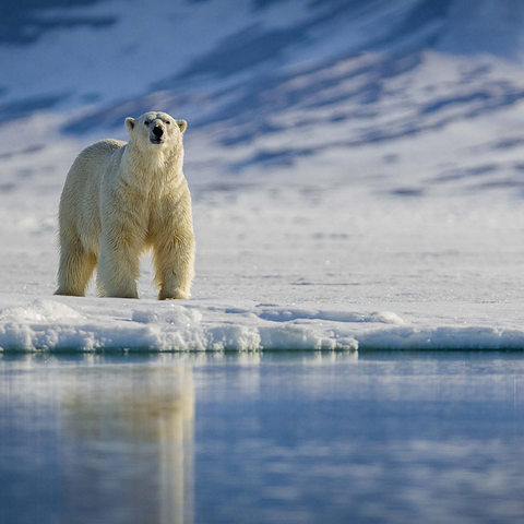 Endangered species: Polar bear in Svalbard - Norway 1000 Jigsaw Puzzle 3D Modell