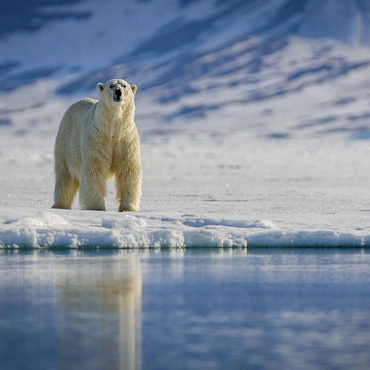 Endangered species: Polar bear in Svalbard - Norway 100 Jigsaw Puzzle 3D Modell