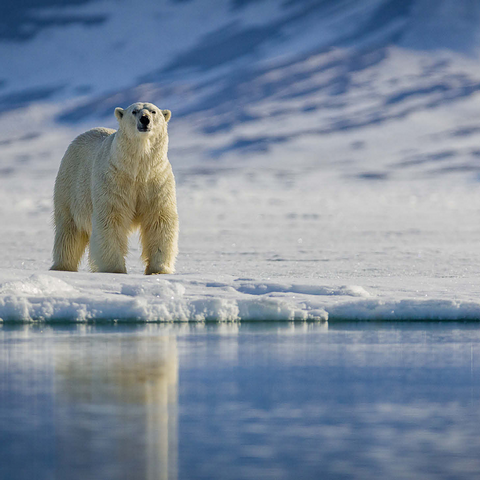 Endangered species: Polar bear in Svalbard - Norway 500 Jigsaw Puzzle 3D Modell
