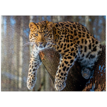 puzzleplate Endangered species: Amur leopard 1000 Jigsaw Puzzle