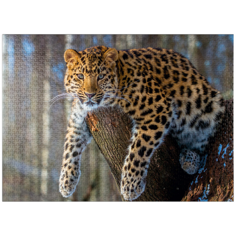 puzzleplate Endangered species: Amur leopard 1000 Jigsaw Puzzle
