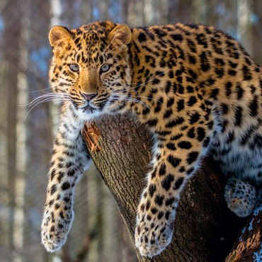 Endangered species: Amur leopard 1000 Jigsaw Puzzle 3D Modell