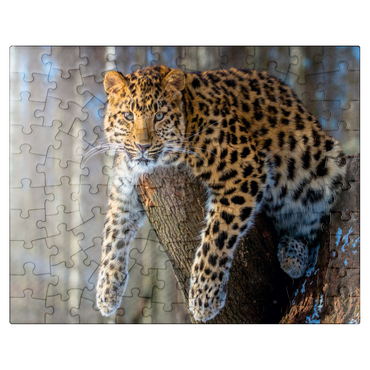 puzzleplate Endangered species: Amur leopard 100 Jigsaw Puzzle