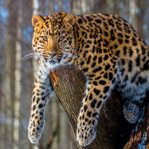 Endangered species: Amur leopard 100 Jigsaw Puzzle 3D Modell