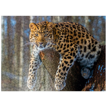 puzzleplate Endangered species: Amur leopard 500 Jigsaw Puzzle