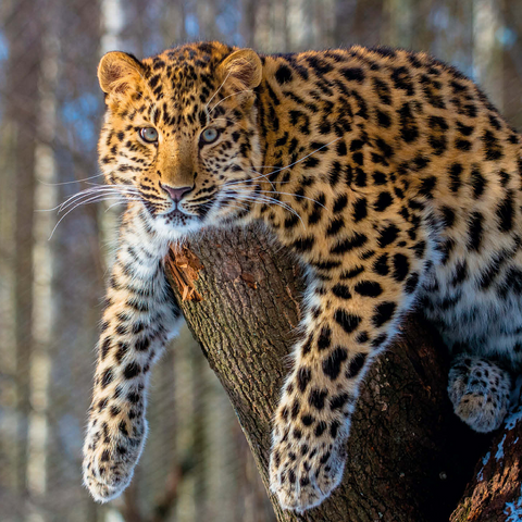 Endangered species: Amur leopard 500 Jigsaw Puzzle 3D Modell