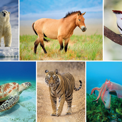 Unique - Endangered species - Collage No. 4 1000 Jigsaw Puzzle 3D Modell