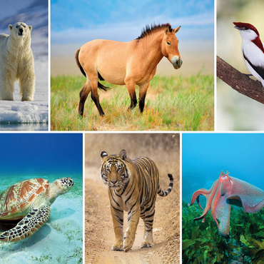 Unique - Endangered species - Collage No. 4 100 Jigsaw Puzzle 3D Modell