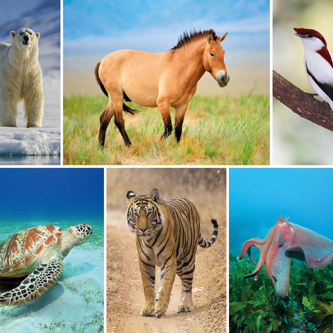 Unique - Endangered species - Collage No. 4 100 Jigsaw Puzzle 3D Modell