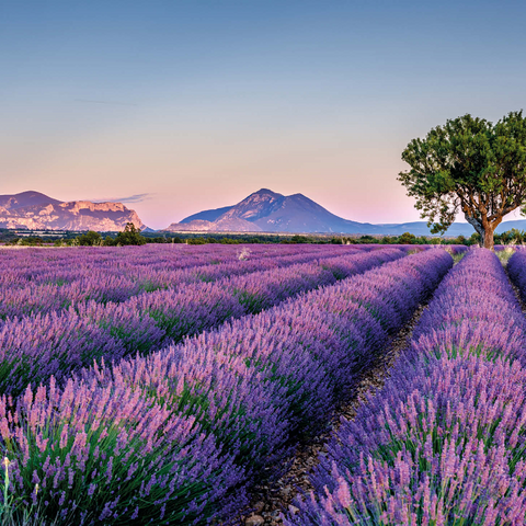 Lavender field in Provence, France 1000 Jigsaw Puzzle 3D Modell