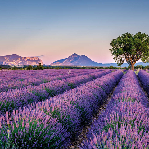 Lavender field in Provence, France 100 Jigsaw Puzzle 3D Modell