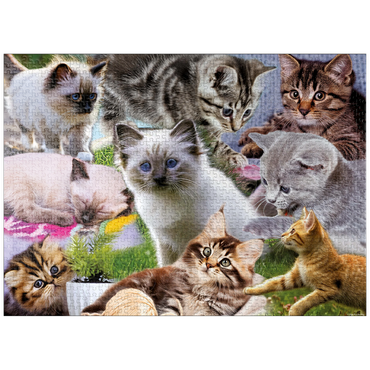 puzzleplate Kitten Cuties 1000 Jigsaw Puzzle