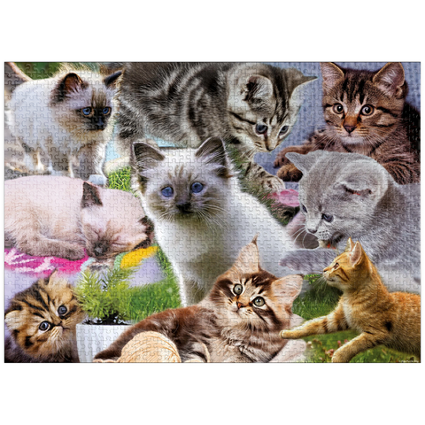 puzzleplate Kitten Cuties 1000 Jigsaw Puzzle