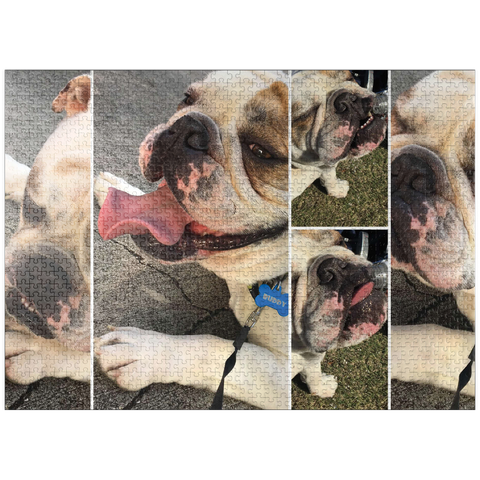 puzzleplate Animal Photography: Buddy the Bulldog Collage 1000 Jigsaw Puzzle