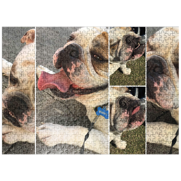 puzzleplate Animal Photography: Buddy the Bulldog Collage 500 Jigsaw Puzzle