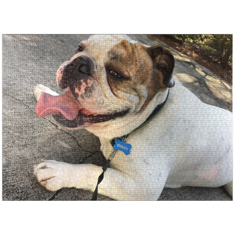 puzzleplate Animal Photography: Buddy the Bulldog Smiling 1000 Jigsaw Puzzle