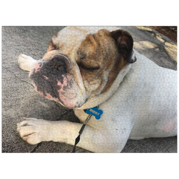 puzzleplate Animal Photography: Buddy the Bulldog Sunbathing 1000 Jigsaw Puzzle