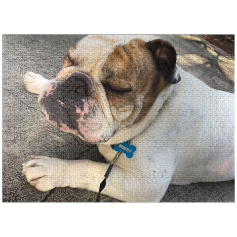 puzzleplate Animal Photography: Buddy the Bulldog Sunbathing 1000 Jigsaw Puzzle