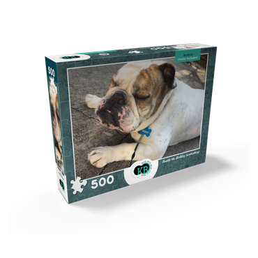 Animal Photography: Buddy the Bulldog Sunbathing 500 Jigsaw Puzzle box view2