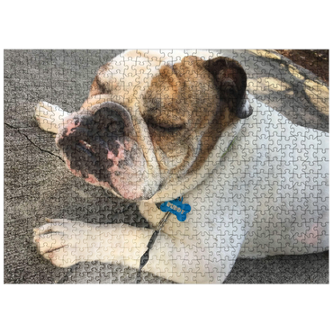 puzzleplate Animal Photography: Buddy the Bulldog Sunbathing 500 Jigsaw Puzzle