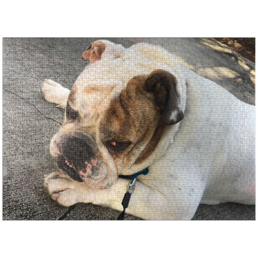 puzzleplate Animal Photography: Buddy the Bulldog Thinking 1000 Jigsaw Puzzle